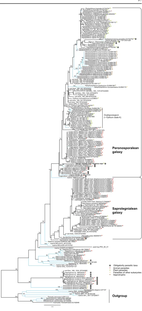 Fig. 1 Phylogenetic tree of the oomycetes, based on  culture-derived and environmental sequences