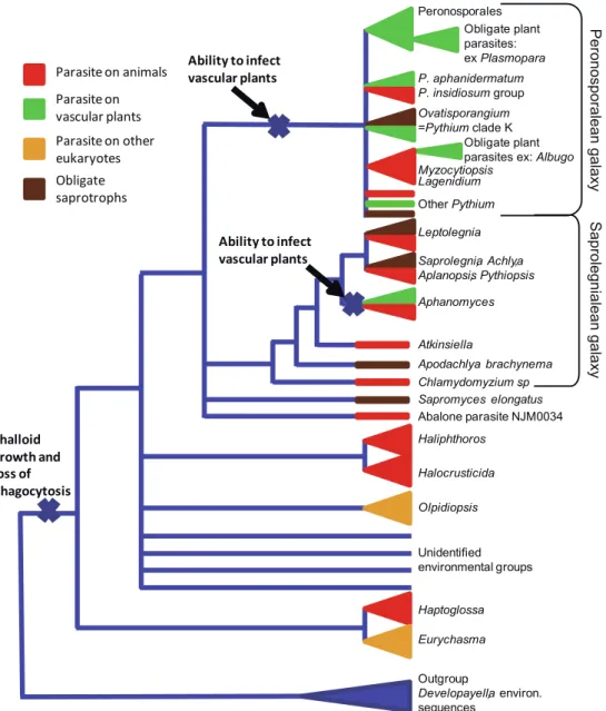 Fig. 2 Illustration of the evolution of types of hosts in oomycetes as inferred from our phylogenetic analysis