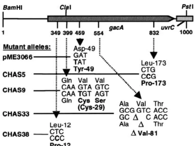 Figure 1. Spontaneous mutations in gacA. Nucleotide numbers refer to the sequence published by Laville et al