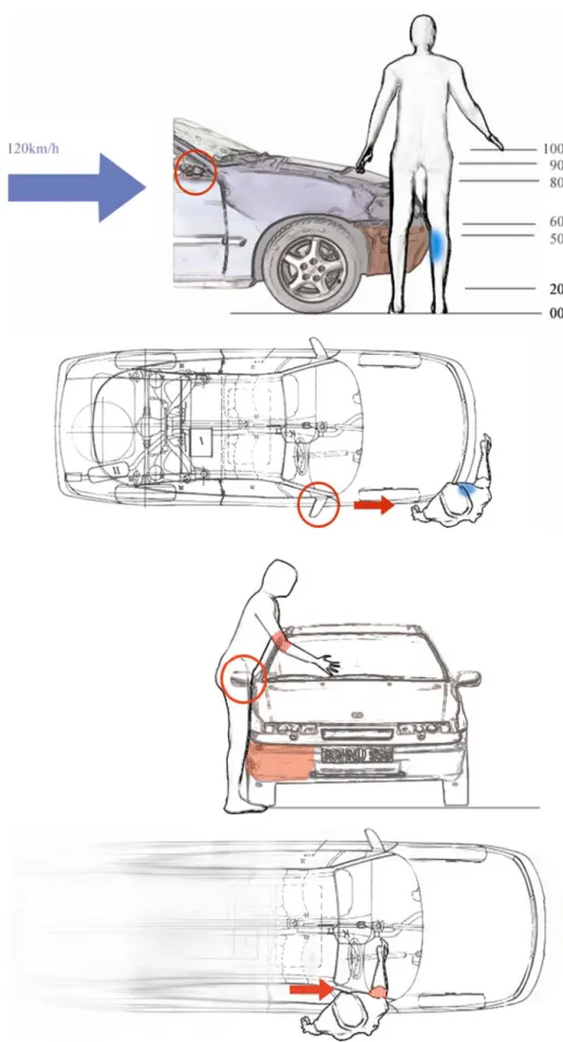 Fig. 2 Initial collision phase of the first car in case 1 with the pedestrian. The car and the pedestrian are drawn to scale.