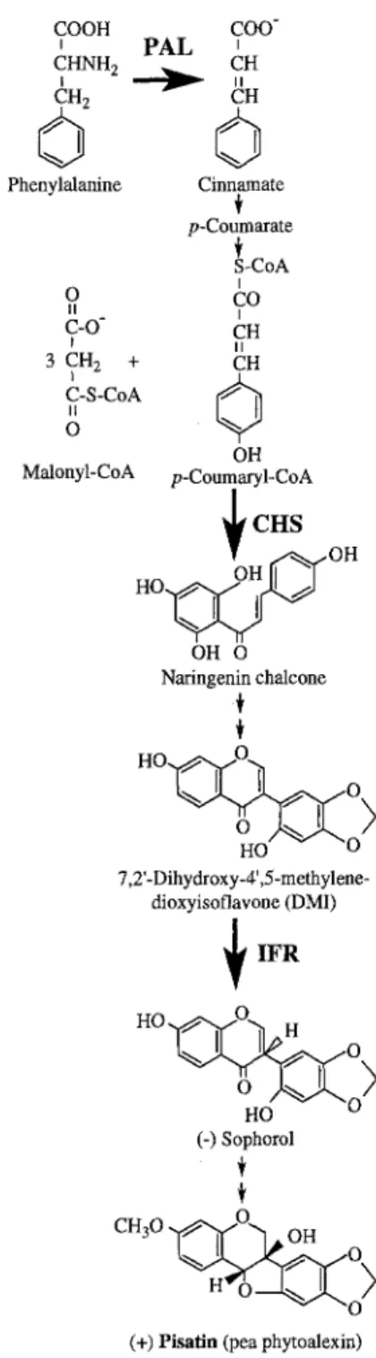 Figure  1.  Simplified schematic of (+) pisatin biosynthesis in pea. 