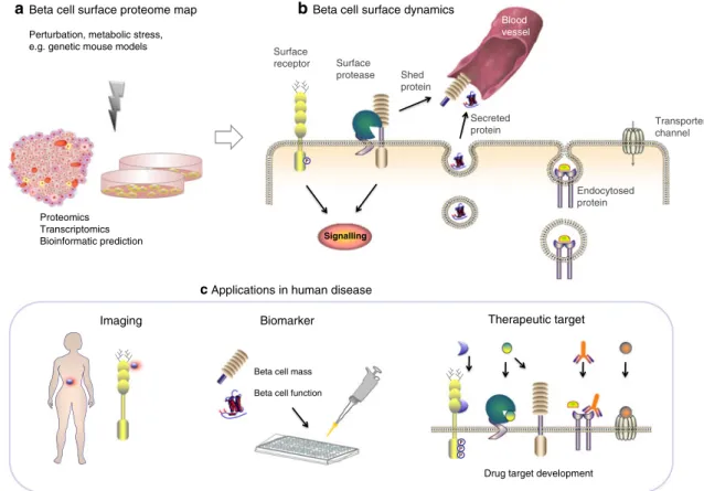Fig. 3 The three steps to characterising the beta cell surface proteome for diagnostic and therapeutic purposes