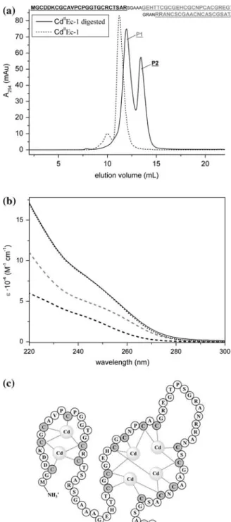 Fig. 8 a Gel filtration profile of undigested (dotted line) and proteinase K digested Cd 6 E c -1 with assignment of peaks to protein fragments (see Table 2)