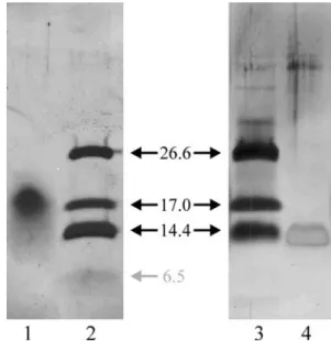 Fig. 1 Silver-stained SDS-PAGE (12%) of unmodified (lane 1) and monobromobimane-modified Zn II E c -1 (lane 4) relative to a peptide marker (lanes 2, 3)