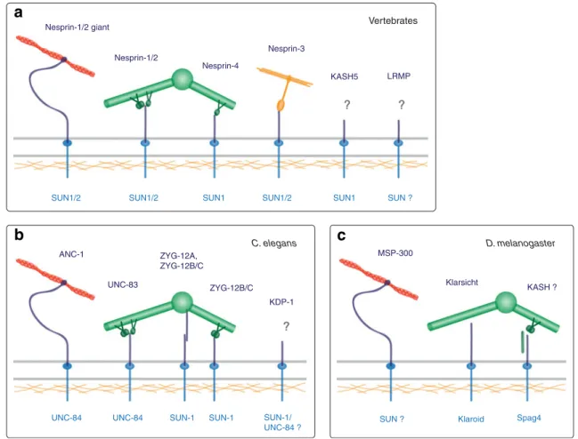 Fig. 2 Nucleo-cytoskeletal interactions through LINC complexes.