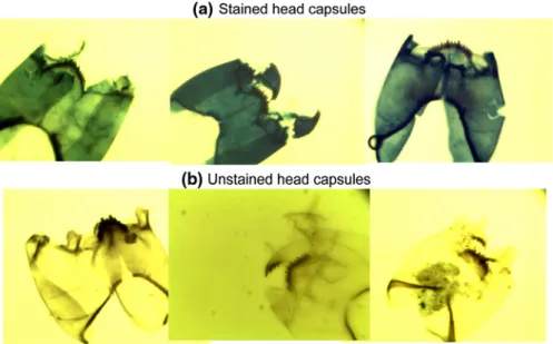 Fig. 3 Staining improves the visibility of the ventromental plate and hair on the plate in (d), striations on ventromental plates in (b) and (c) and the pores in (a) (magnification 9400)