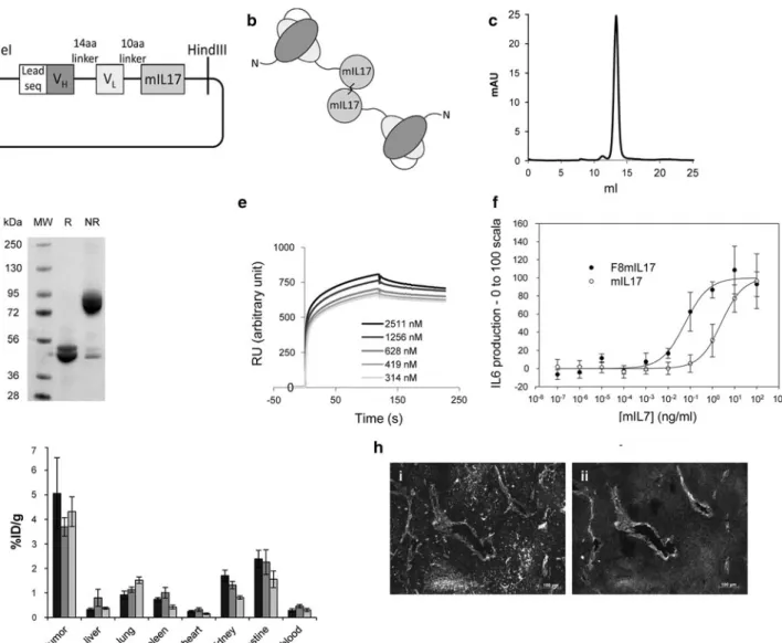Fig. 1 Cloning, expression and characterization of F8-mIL17.