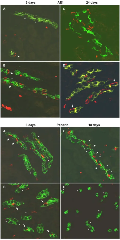 Fig. 6A – D Expression of AE1 in kidneys of 3- and 24-day-old mice. Kidneys were stained for the Cl − /HCO 3 − exchanger AE1, expressed only in type A  inter-calated cells, and AQP2, a marker for principal cells