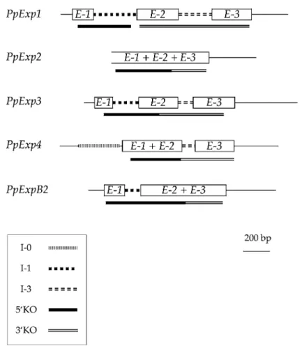 Figure 3. Organisation of P. patens expansin genomic loci. The PpExp1 and PpExp3 genes consist of exons E-1, E-2 and E-3 separated by introns I-1 and I-3, as indicated
