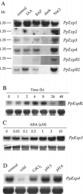 Figure 4. Hormonal and environmental regulation of P. patens ex- ex-pansin gene expression