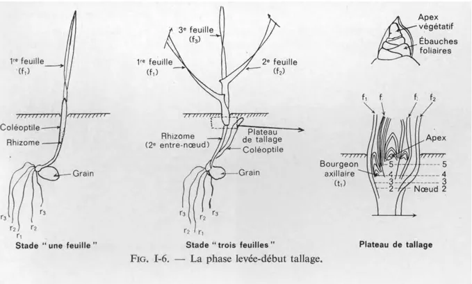 Figure 4: La phase levée-début tallage(Moule, 1971). 