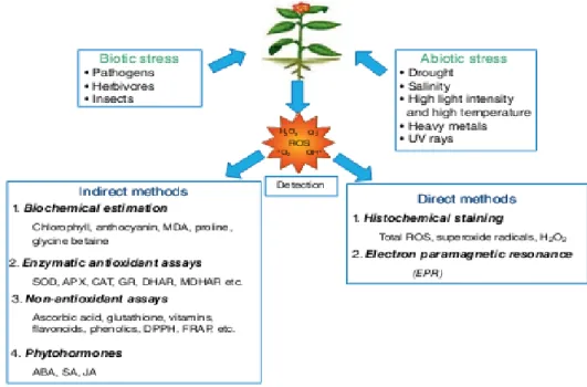 Figure 9: Méthodes de détection de la génération d'espèces réactives de l'oxygène (ERO)  dans les plantes