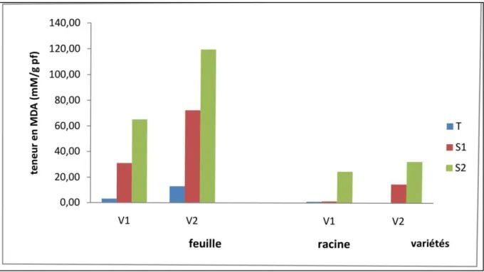 Figure 11: Teneurs en malondialdéhyde (MDA) dans les feuilles et les racines de deux  variétés de blé dur V1= Marton Dur, V2= Djnah Khotifa, soumis à deux niveaux de stress 