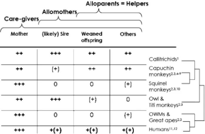 Fig. 1 Extent of infant care by diVerent classes of caregivers in select- select-ed primate taxa