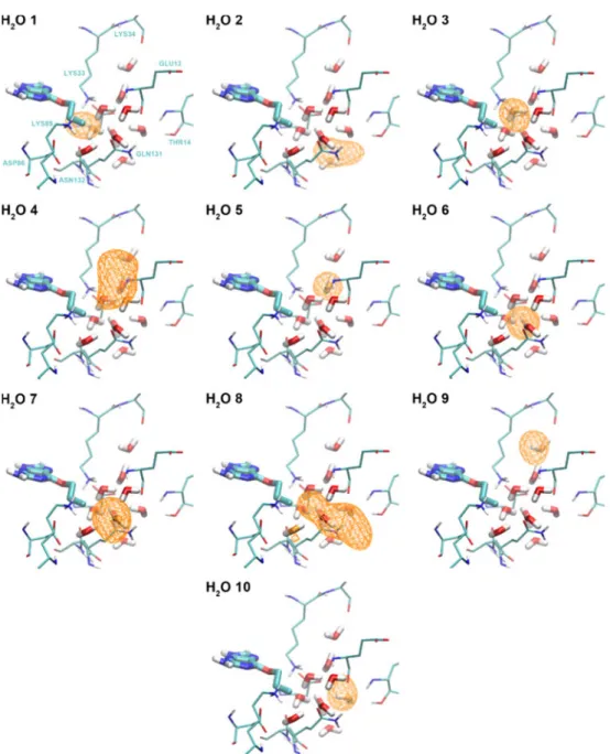 Fig. 3 Occupancy volume (orange net) of the water sites in the binding pocket of  cyclin-dependent kinase 2 (CDK2) during the simulations of 4 ns length