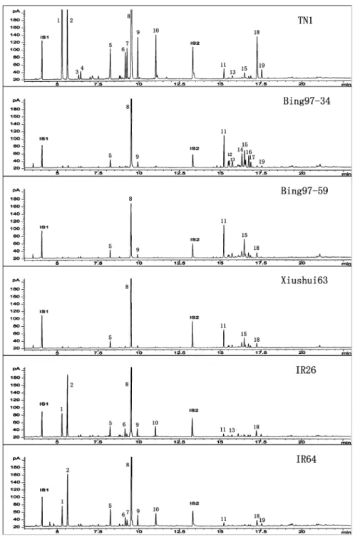 Fig. 2 Typical chromatograms obtained from headspace collections from JA-treated rice plants of rice variety TN1, Bing 97-34, Bing97-59, Xiushui 63, IR26 and IR64