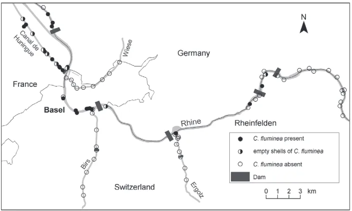 Figure 2.  Distribution of Corbicula fl uminea in the surroundings of Basel in 2003.