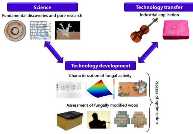 Fig. 1 Steps required for implementation of the “ bioincising ” and “ mycowood ” process and steps involved in technology transfer