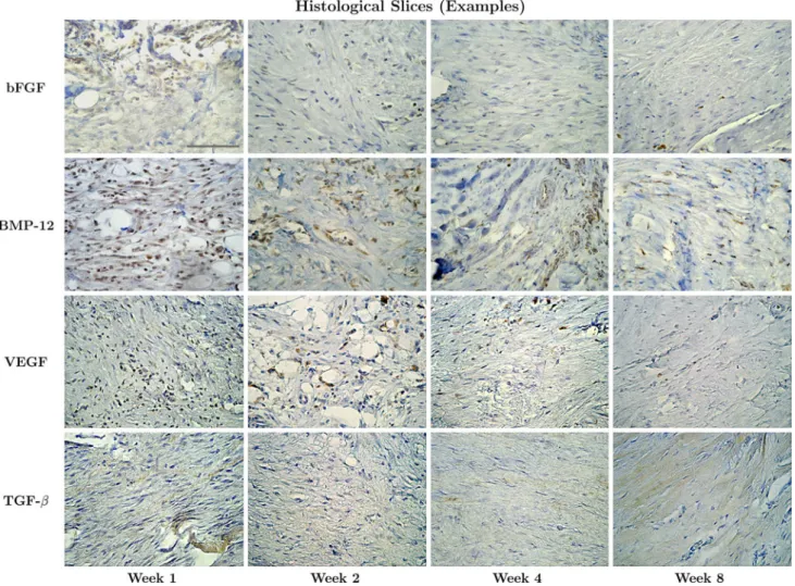 Fig. 2 Representative immunohistochemical sections of tendons 1, 2, 4 and 8 weeks after tendon rupture using antibodies against bFGF, BMP-12, VEGF and TGF-b1