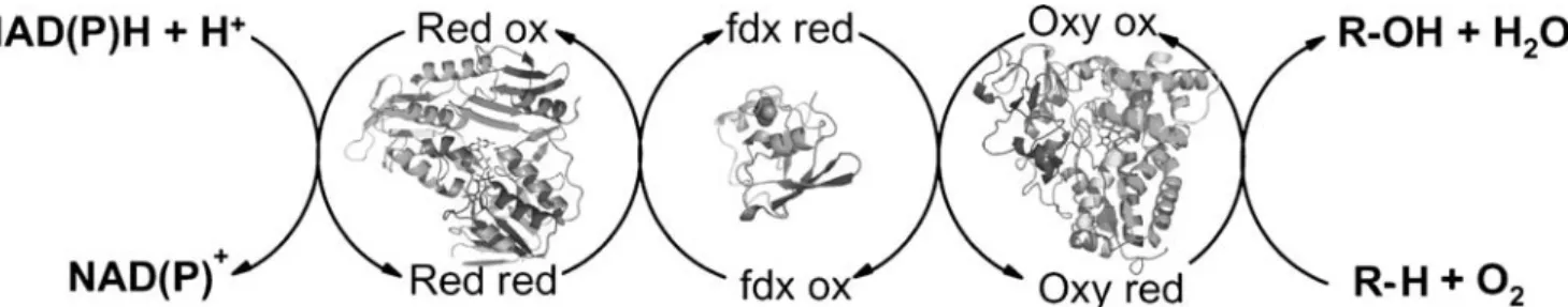 Fig. 2 Schematic representation of the various compounds of an alkane hydroxylase system and its electron transfer system