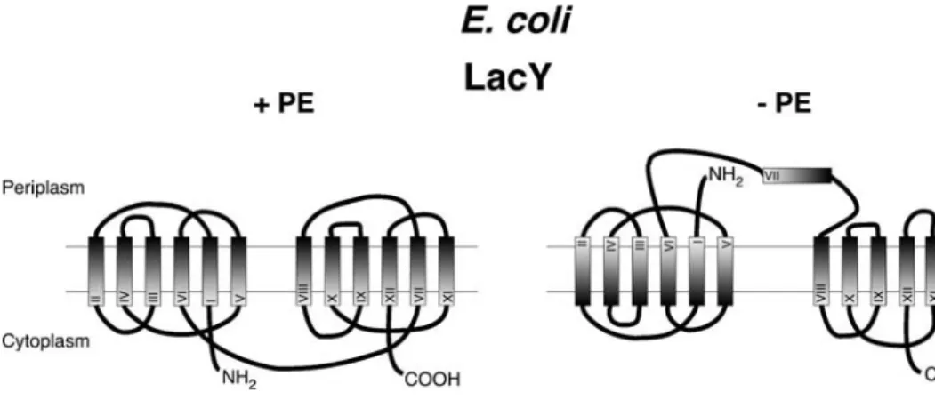 Fig. 1 Topology of the E. coli lactose transporter LacY in cells containing or lacking PE