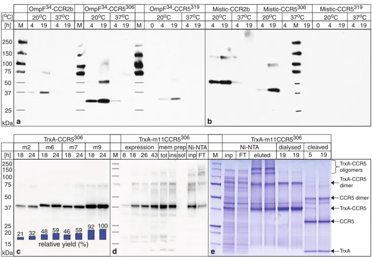 Fig. 1 Summary of the expression and purification of various CCR5 constructs in E. coli monitored by western blot and SDS-PAGE.