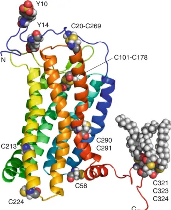 Fig. 2 Modeled 3D structure of CCR5 (residues 1–331) based on the CXCR4 structure (Wu et al