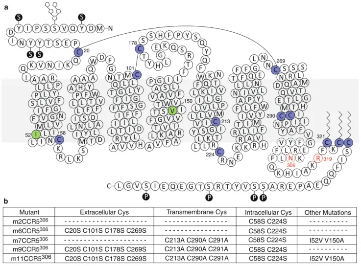 Fig. 3 CCR5 topology and engineered mutations. a Membrane topology prediction of the human CCR5 according to the CXCR4 homology model (Fig