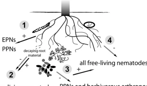 Fig. 2 Belowground plant chemically-derived nematode community structuring. Because of generalized and widespread detection of similar compounds across different nematode groups as shown in Fig