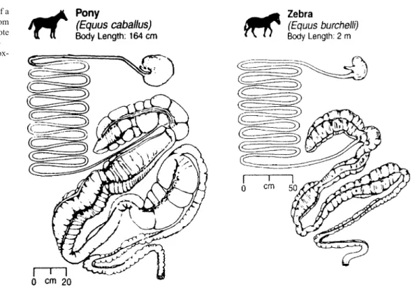 Fig. 1 Graphical representation of the ileum (S), caecum head (Ac) and the beginning of the proximal colon (Col) in the domestic horse from Bourdelle (1955)