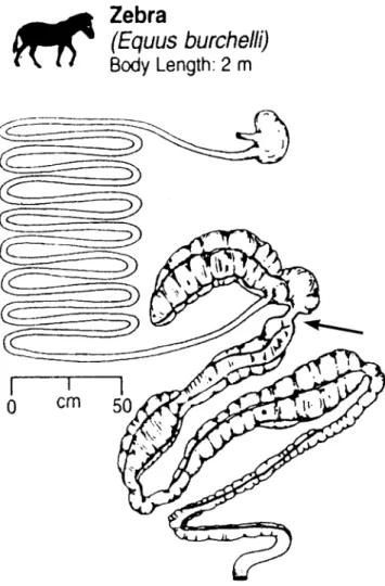 Fig. 5 ‘ Corrected ’ version of the zebra gastrointestinal tract based on Stevens and Hume (1995); the isthmus between the caecum head and the colon is represented in this drawing (arrow)