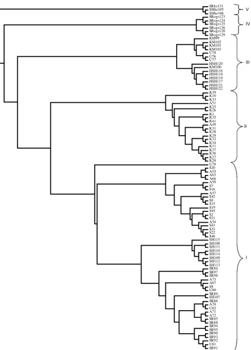 Figure 3. UPGMA dendrogram based on Jaccard similarity coefficient obtained for O. onega ssp., O