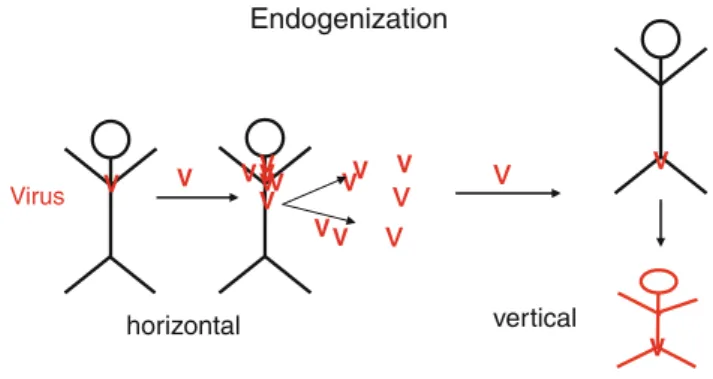 Fig. 5 Endogenization. The endogenous retroviral elements in the human genome are attributed to previous horizontal retroviral infections