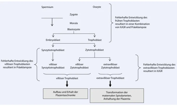 Abb. 2  8  Entwicklung des Trophoblasten und mögliche Folgen von Fehlentwicklungen. Bei einer gestörten Entwicklung   während der frühen Embryonalphase, d. h. vor der Differenzierung in Synzytio- und Zytotrophoblast resultiert eine Kombina- tion von Präekl