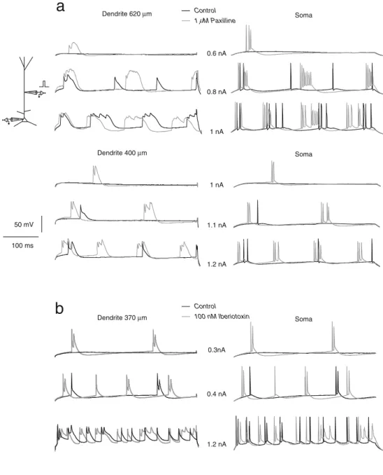 Fig. 4 BK channels impair dendritically evoked burst discharges. a DC current pulses were injected in the dendrites of two pyramidal cells (400 ms duration; 640 and 400 μm from the soma)