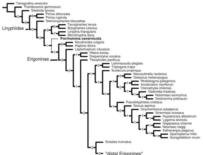 Fig. 1 Strict consensus tree of all eight most parsimonious trees, with Bremer support values (TreeBASE S2624) shown besides nodes; for tree section with ‘ distal erigonines ’ , see Fig