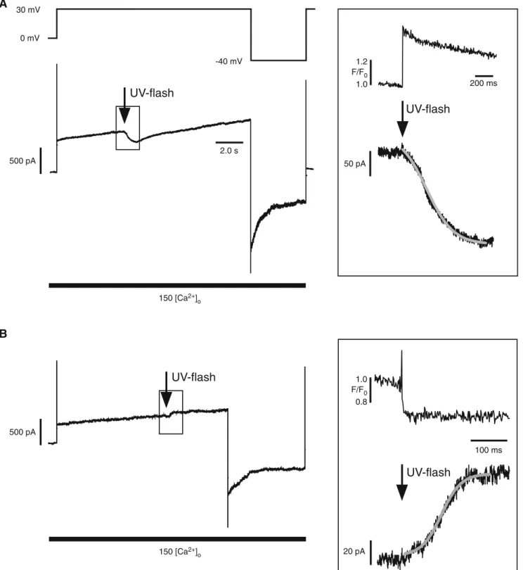 Fig. 5 a, b Response time of I hc to rapid changes in [Ca 2+ ] i . Rapid changes of [Ca 2+ ] i (resting [Ca 2+ ] i 0100 nM) were induced by UV-flash photolysis of caged Ca 2+ (DM-nitrophen) and the photoactivatable Ca 2+ scavenger (diazo-2) under whole-cel