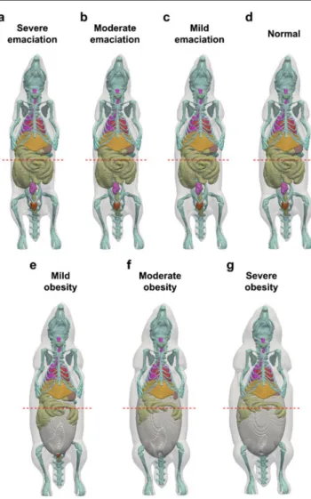 Fig. 2 Cross sections of computational rat models demonstrating mild, moderate and severe emaciation and obesity in comparison to the normal-weight rat model