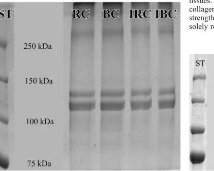 Fig. 1 SDS-PAGE of pure rabbit collagen ( RC ), pure equine collagen ( BC ) and SDS-PAGE after laser irradiation of pure rabbit ( IRC ) and pure equine collagen ( IBC )