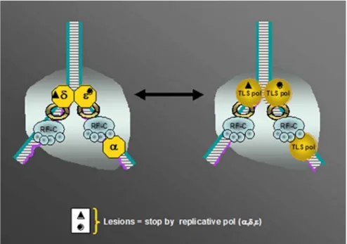 Fig. 2 Switch from the replicative to the translesion DNA polymerase. During DNA replication, the DNA replication  machin-ery [schematically drawn as the pol δ / ε holoenzyme ( pol δ/ε , RF-C , and PCNA )], eventually meets lesions on the DNA (represented 