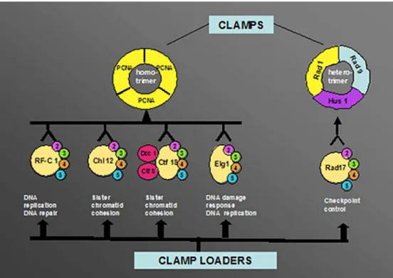 Fig. 3 Alternative clamps and clamp loaders. Under normal conditions, e.g. during  replica-tion, the replication factor C ( RF-C ) heteropentameric  clamp-loader (RF-C 1 – 5 ) loads  prolifer-ating cell nuclear antigen ( PCNA ) in an ATP-dependent manner