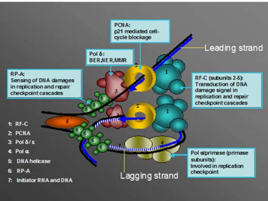 Fig. 4 DNA replication pro- pro-teins and their involvement in genomic stability. The  replica-tion fork is identical to that in Fig