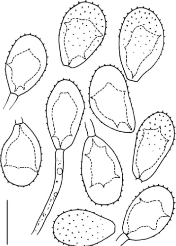 Fig. 7 Uredo cavernula. Urediniospores. Scale bar = 20 μ m