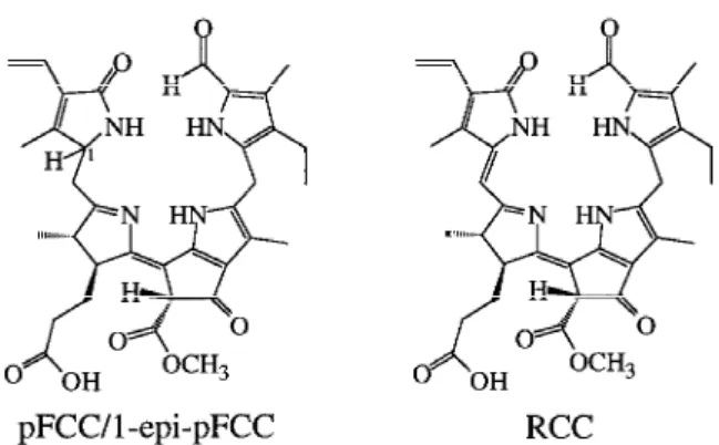 Figure 3. Left: Common constitutional formula of the fluorescing Chl catabolites pFCC (8) and 1-epi-pFCC (9): right: structural formula of RCC (10).