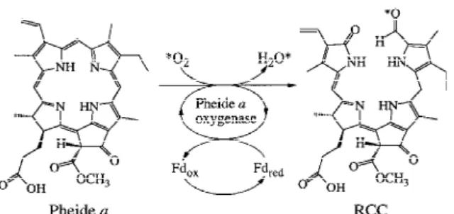 Figure 4. Cleavage of Pheide a (7a) by PaO to give a bound form of the red catabolite RCC (10).