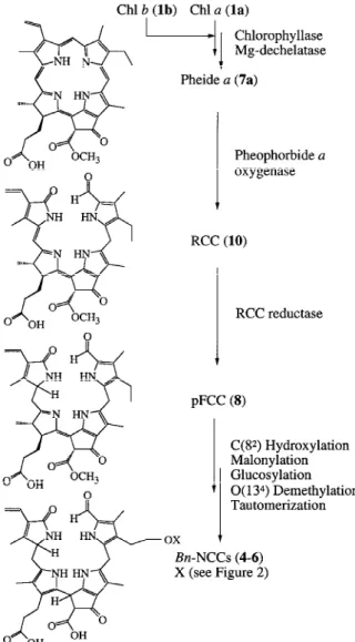 Figure 5. Structural outline of the pathway of Chl breakdown in senescent cotyledons of oilseed rape.