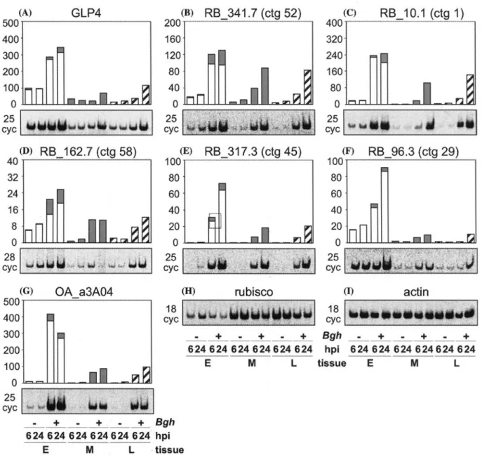 Figure 2.  RT-PCR  quantification  of  selected  epidermis-specific  transcripts,  mRNA  levels were  determined  by  RT-PCR  using  labelled  33p-e-dCTP
