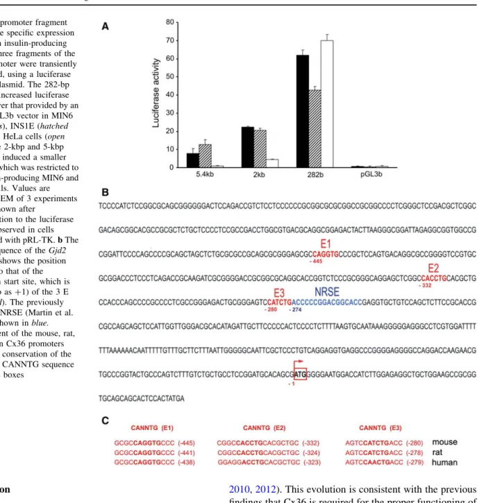Fig. 3 A promoter fragment ensures the specific expression of Gjd2 in insulin-producing cells