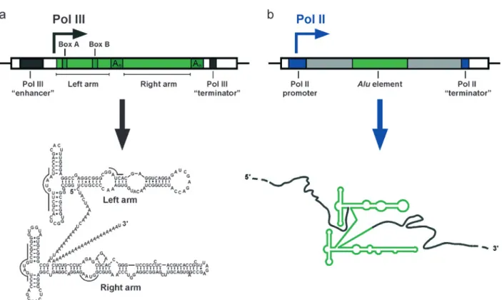 Figure 1. Transcription of Alu elements by Pol II and Pol III. (a): Free Alu RNA. This hypothetical Alu element, shown in green, is transcribed by its internal Pol III promoter elements (Box A and Box B), which are helped by an upstream Pol III enhancer (o