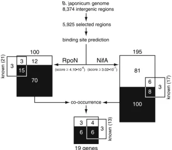 Fig. 2 Work-flow and results of the genome-wide in silico prediction of binding sites for RpoN and NifA in the B